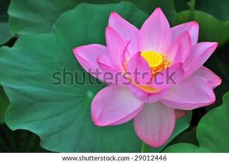 Lotus flower in full bloom with lotus leaf, symbol of the Pure Land in Buddhism