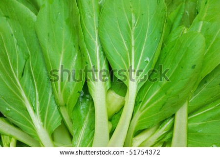 Green leafy vegetables commonly used in Chinese cooking and cuisine. For concepts such as food and beverage, diet and nutrition, and healthy eating.