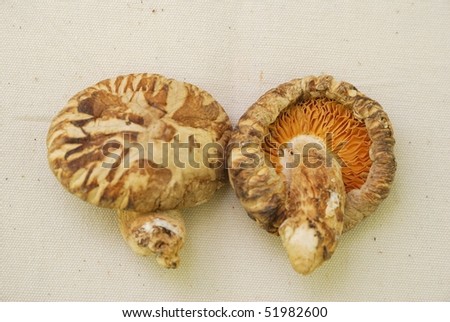 Shitake mushrooms showing front and back.. These as commonly used in Chinese and Japanese cuisine. For concepts such as food and beverage, healthy eating, and diet and nutrition.