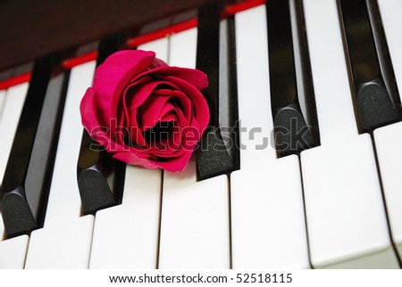 Closeup of shot of red rose on piano keyboard, signifying concepts such as love of music, creativity and love and romance.