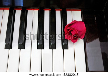 Top view of rose on piano keyboard. For love of music, creativity and love and romance concepts.