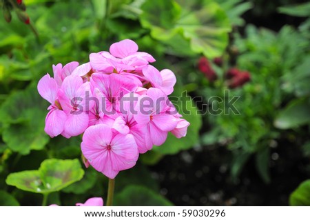 Red-white geranium with green leafy background. For decor and flower concepts.