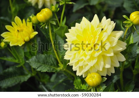 Yellow decorative dahlia against green leafy background. For flowers, botanical and decor concepts.