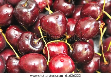 Freshly picked red cherries during harvest. Suitable for concepts such as food and beverage, healthy lifestyle, and diet and healthcare.