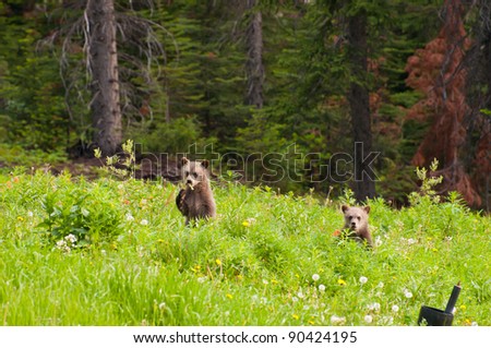 Baby grizzly bears standing and looking in curiosity.