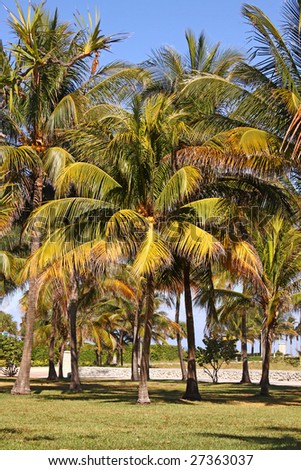 Tropical park  with palm trees, Lummus park South Miami Beach, Florida