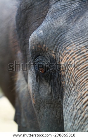 Elephant face crying asia