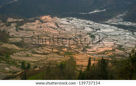 beautiful terraced rice field in the evening in Yunnan,China