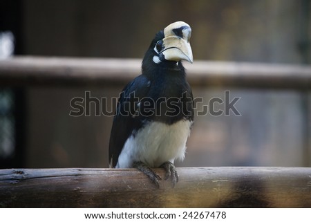 a bird with big mouth standing on a wood