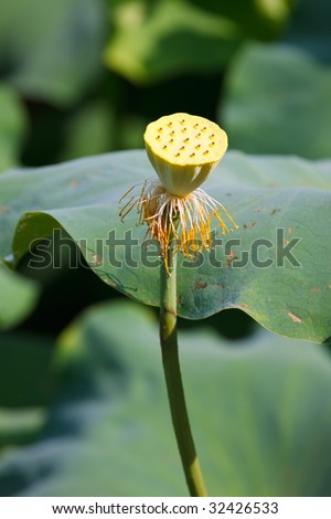 lotus seed in a pond