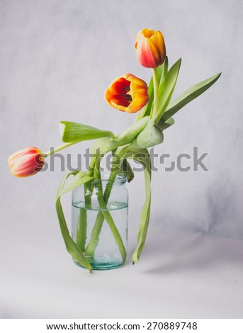 tulips on white background. Selective focus