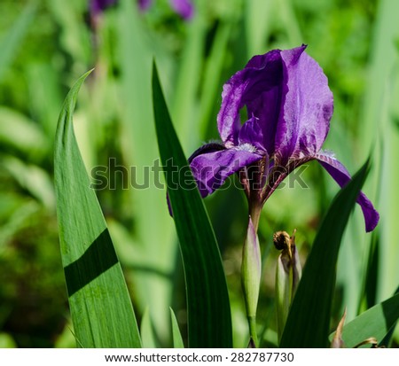 Violet flower. Iris flower. Violet iris. Petals of a violet flow