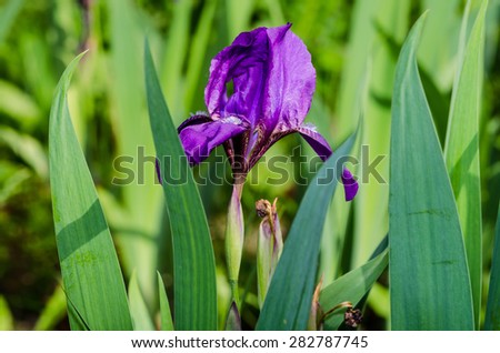 Violet flower. Iris flower. Violet iris. Petals of a violet flow