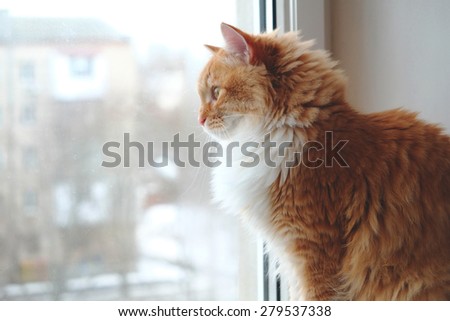 Beautiful red cat sitting and looking to a window