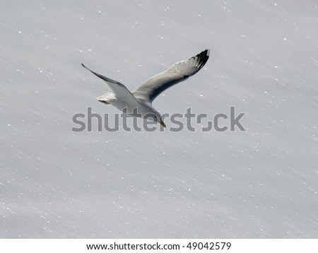 The seagull soaring on a snow background
