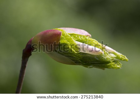 Sprouting leaves of Lime tree (Tilia x europaea)