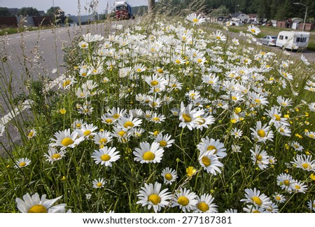Oxeye daisies (Leucanthemum vulgare) in roadside