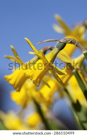 Yellow daffodils against blue sky; only one in focus