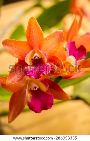 Orchids, flowers, orange, fresh, bright, beautiful, background.