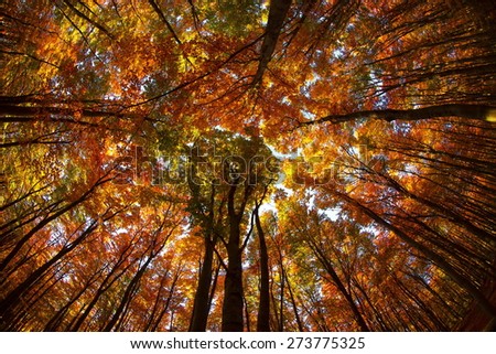 Beautiful autumn fores scenery with colorful leaves circling around