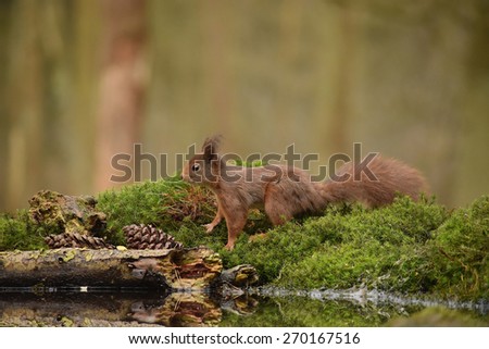 Red squirrel at the waterside in the Netherlands