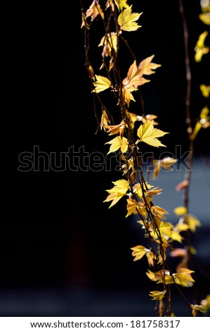 Detail of tree vine and leaves in traditional Chinese garden, Suzhou, China