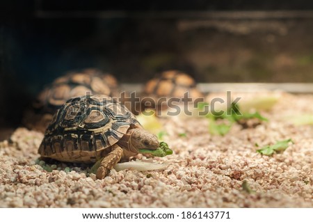 Small pet tortoise eating lettuce in a pet shop tank