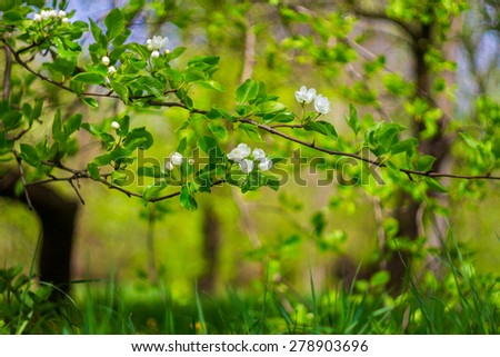 Blooming tree at spring, blossoms garden, blurry background