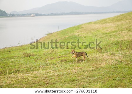 River dog watching river and standing on grass field, with mountains in background