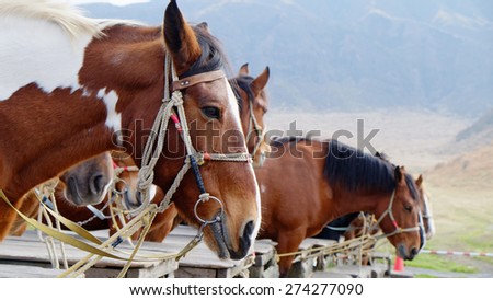 White and brown horses on the Mt.Aso Japan