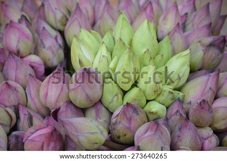 Pink and white lotus buds