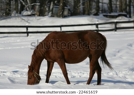 brown thoroughbred