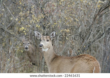 Two female white tailed deer stand at attention with ears perked up listening and watching