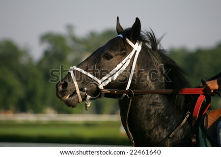 black thoroughbred racehorse. lack thoroughbred race