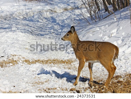 A female white tailed deer stand at attention with ears perked up listening and watching