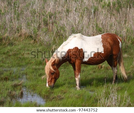 Island Pony