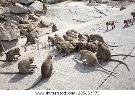Isolated monkey family is sitting on the rock