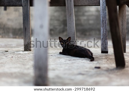 A black cat in community