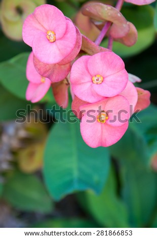 bouquet pink crown of thorns