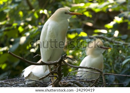 Birds  (Cattle Egret)