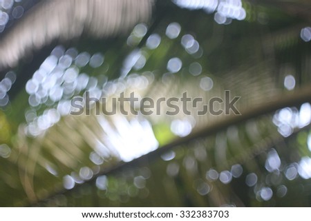 Light of coconut leave green blur