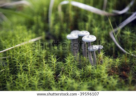 beautiful grey mushrooms grow up in the forest