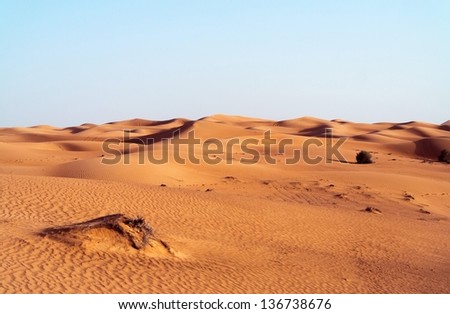 desert dune background on blue sky.Arabian desert near the city of Dubai. part of the hot desert with bushes and clumps