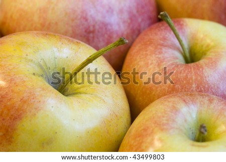 Apples and stems close-up with multiple apples