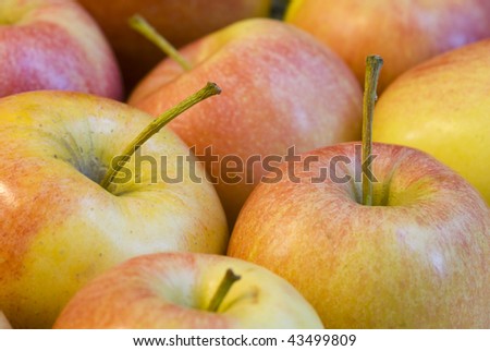 Apples and stems close-up with multiple apples