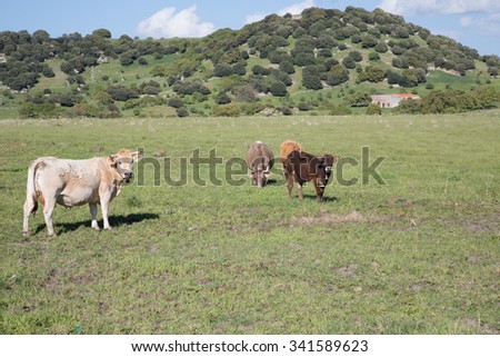 cows and cattle graze free in a wasteland, summer day