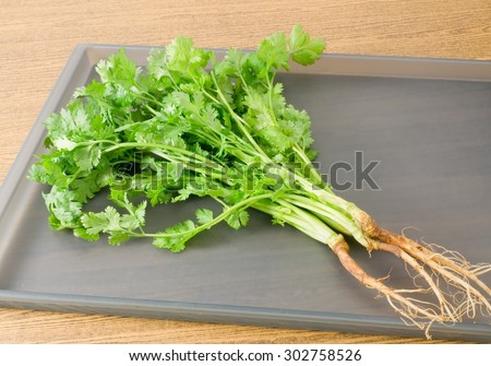 Vegetable and Herb, Bunch of Green Parsley, Chinese Parsley or Coriander for Seasoning in Cooking on A Grey Tray.