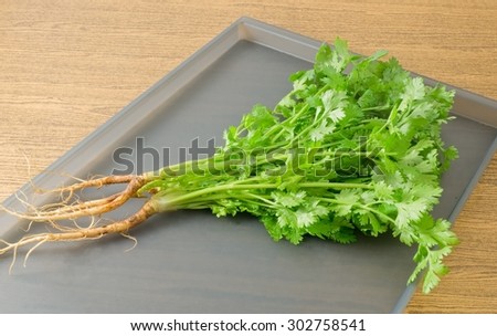 Vegetable and Herb, Bunch of  Parsley, Chinese Parsley or Coriander for Seasoning in Cooking on A Tray.