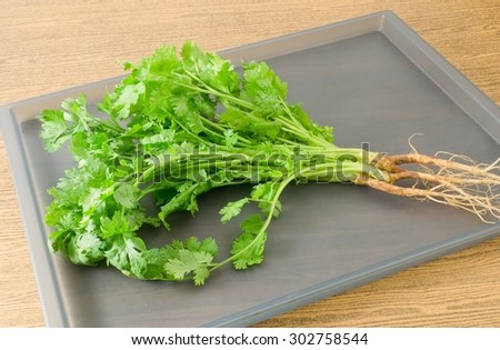 Vegetable and Herb, Bunch of Fresh Green Parsley, Chinese Parsley or Coriander for Seasoning in Cooking on A Tray.