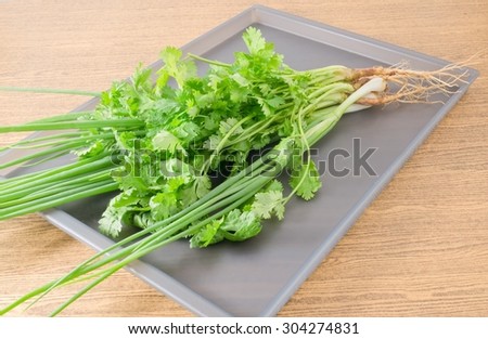 Vegetable and Herb, Bunch of Green Parsley, Chinese Parsley or Coriander and Spring Onion for Seasoning in Cooking on A Grey Tray.